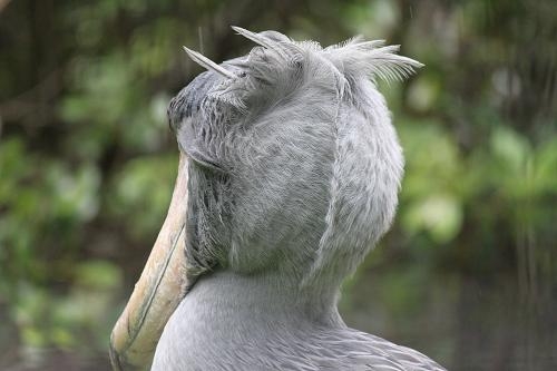 動物の後頭部が好きな人