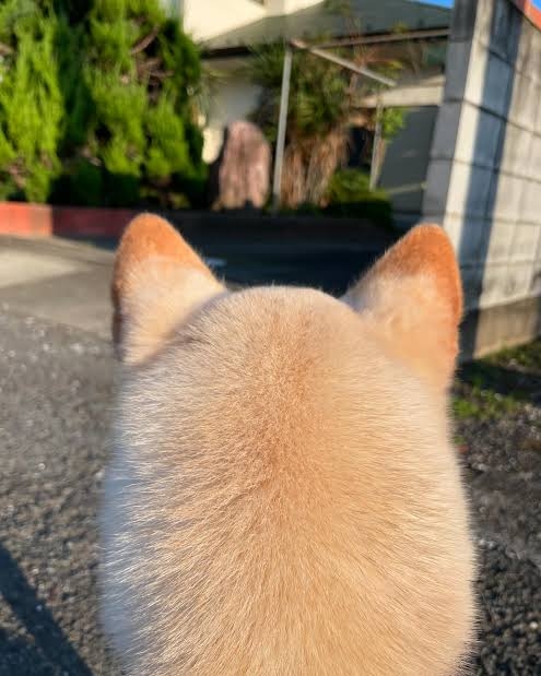 動物の後頭部が好きな人