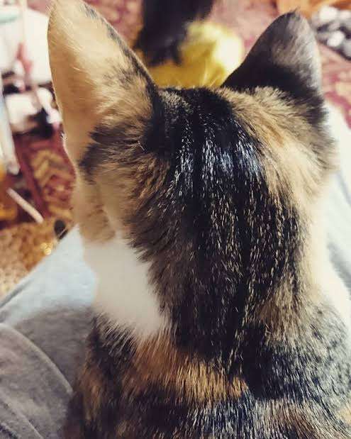 動物の後頭部が好きな人