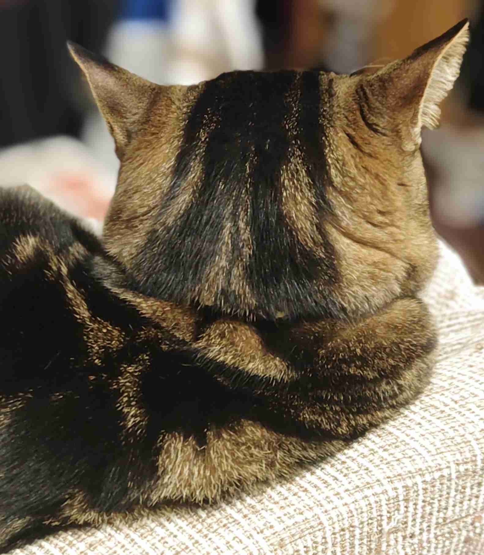動物の後頭部が好きな人
