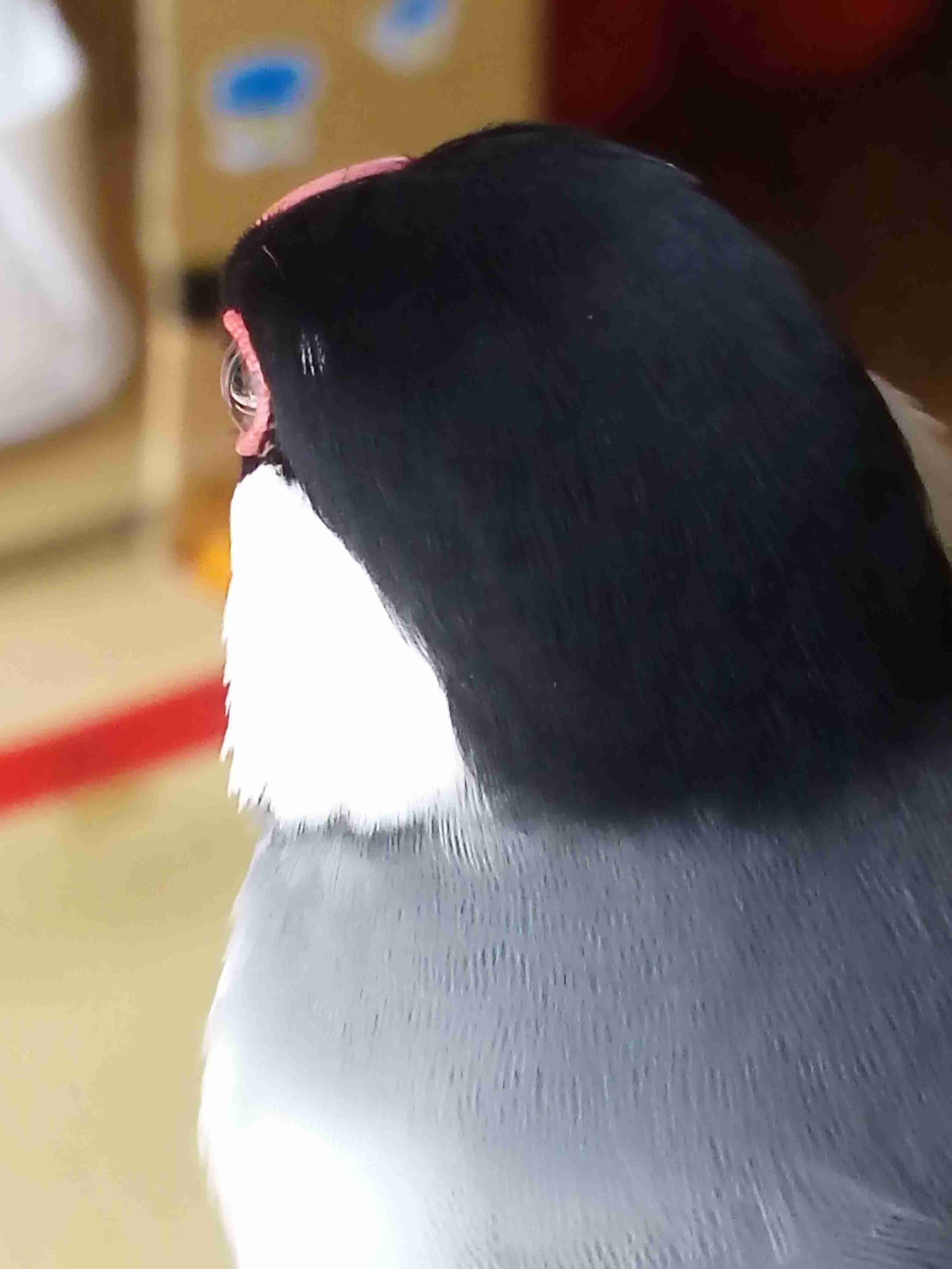 動物の後頭部が好きな人