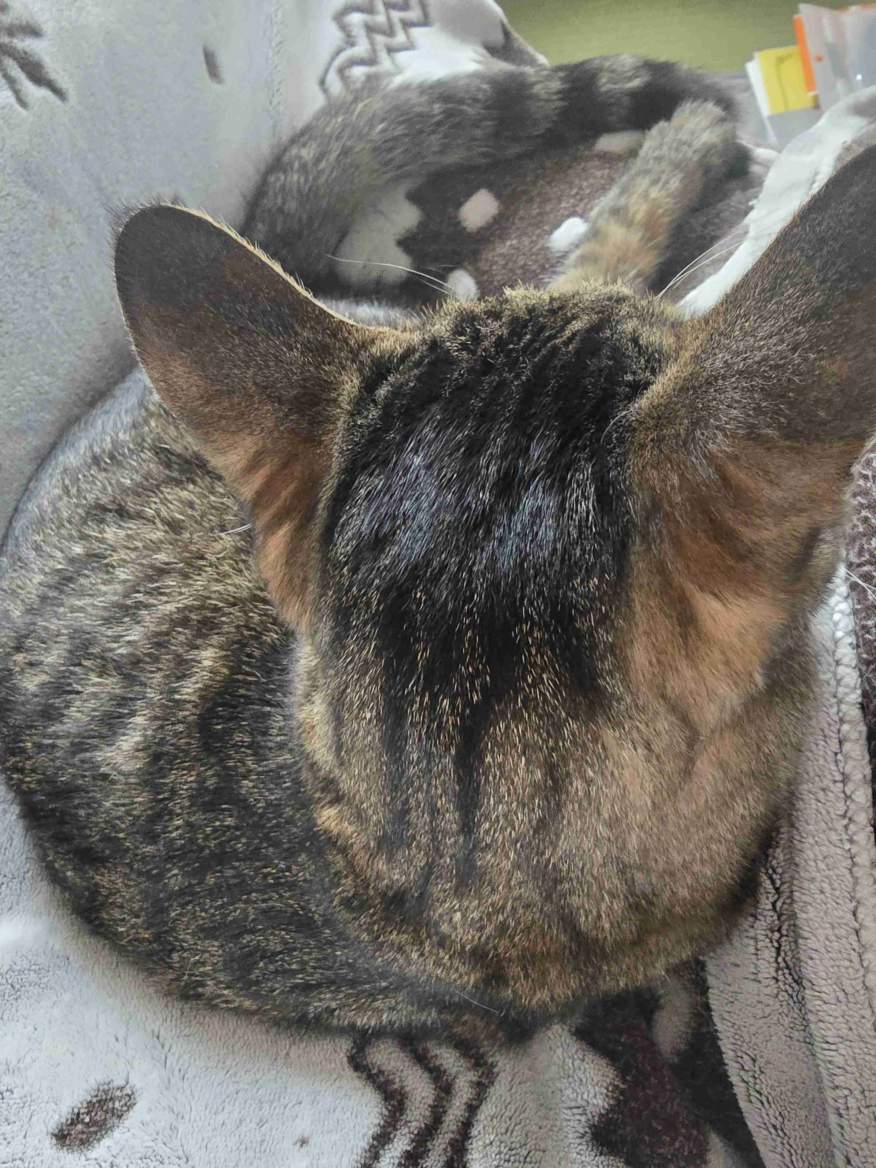 動物の後頭部が好きな人