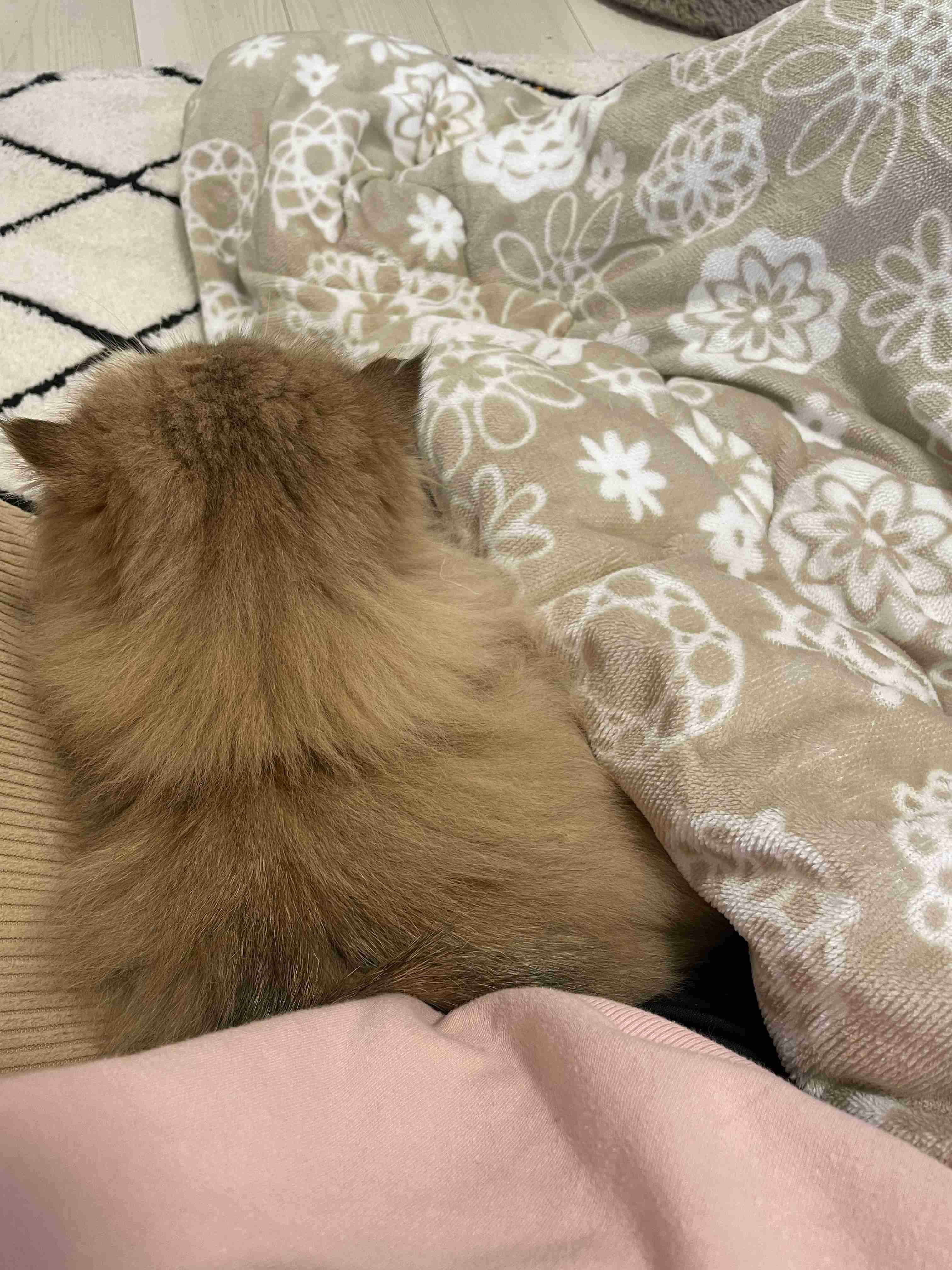動物の後頭部が好きな人