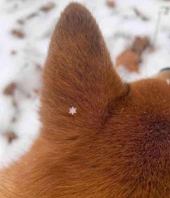 動物の後頭部が好きな人