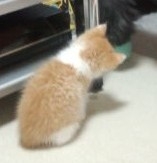 動物の後頭部が好きな人