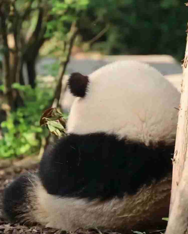 動物の後頭部が好きな人