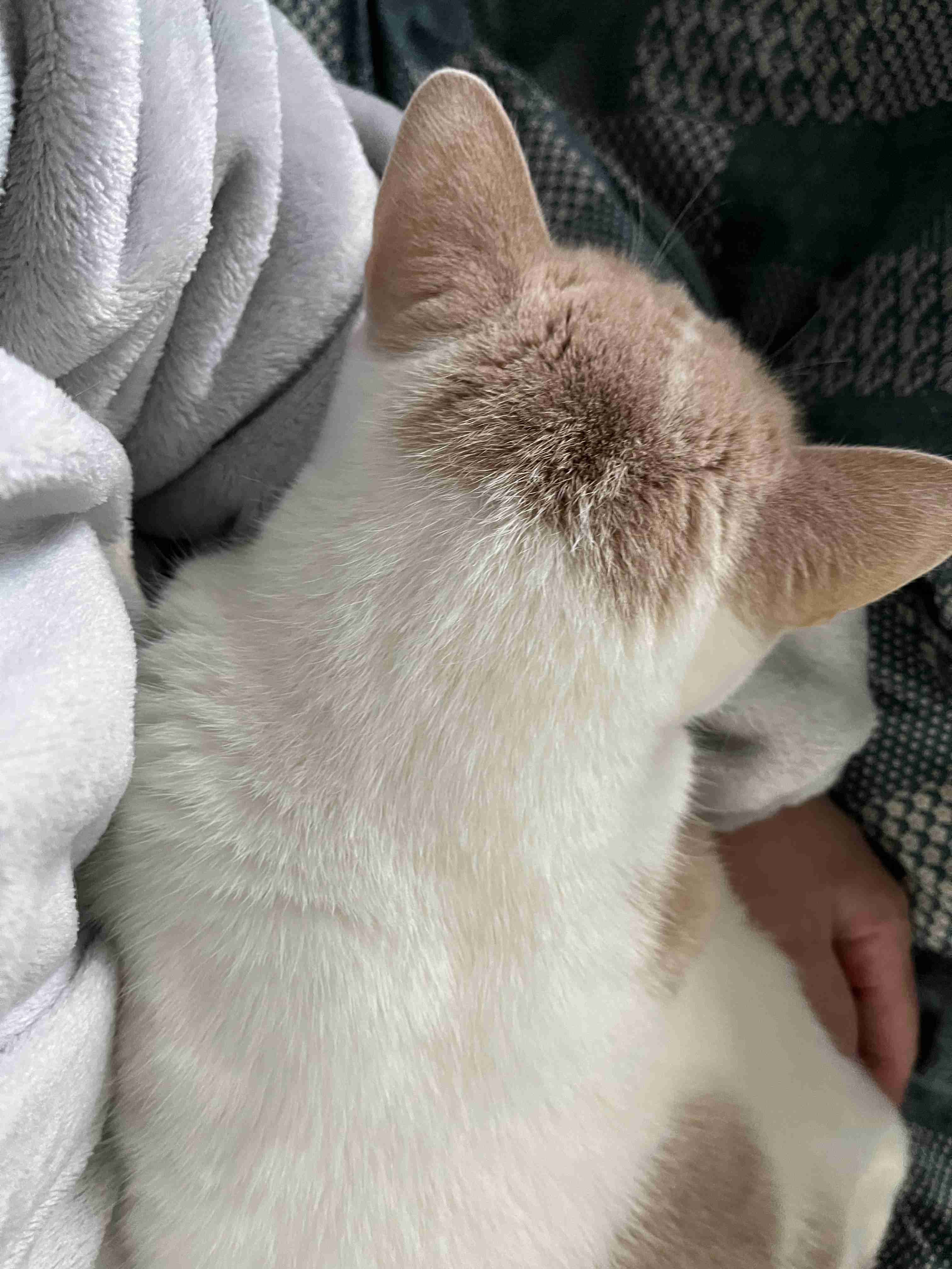 動物の後頭部が好きな人