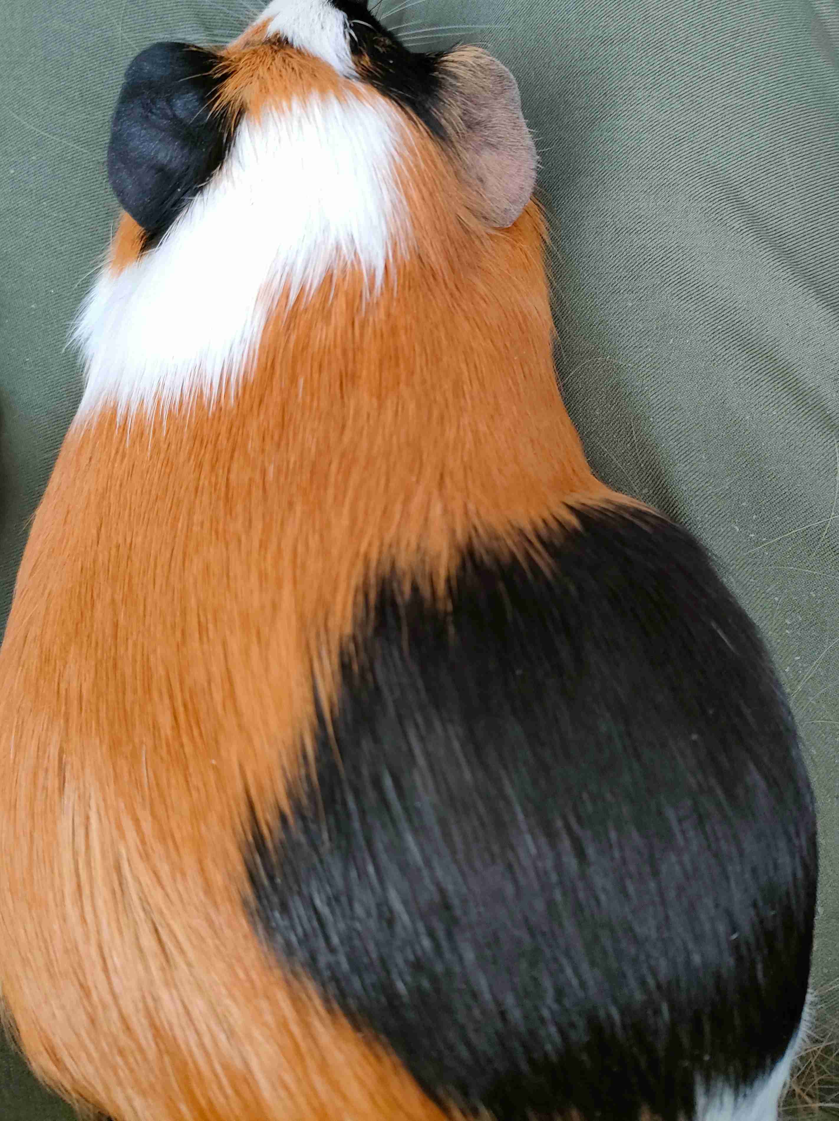動物の後頭部が好きな人