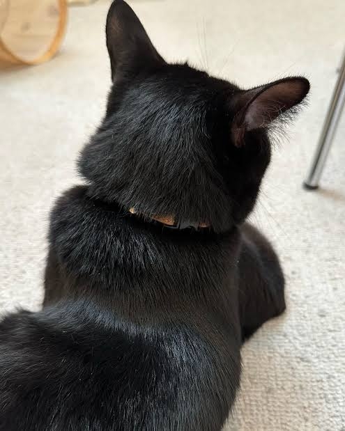 動物の後頭部が好きな人