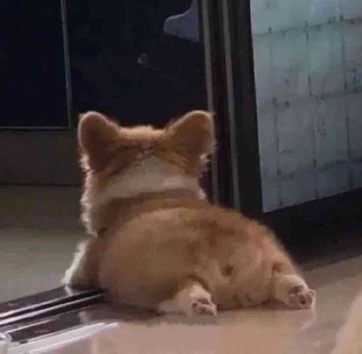 動物の後頭部が好きな人