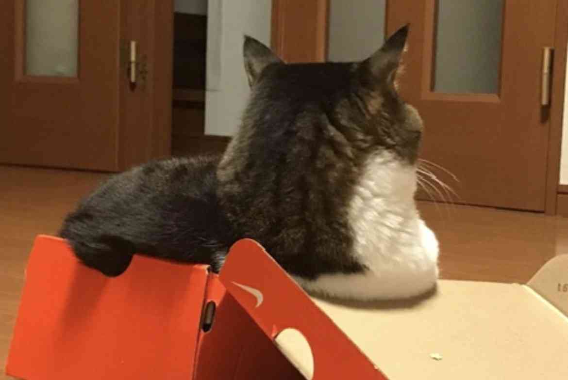 動物の後頭部が好きな人