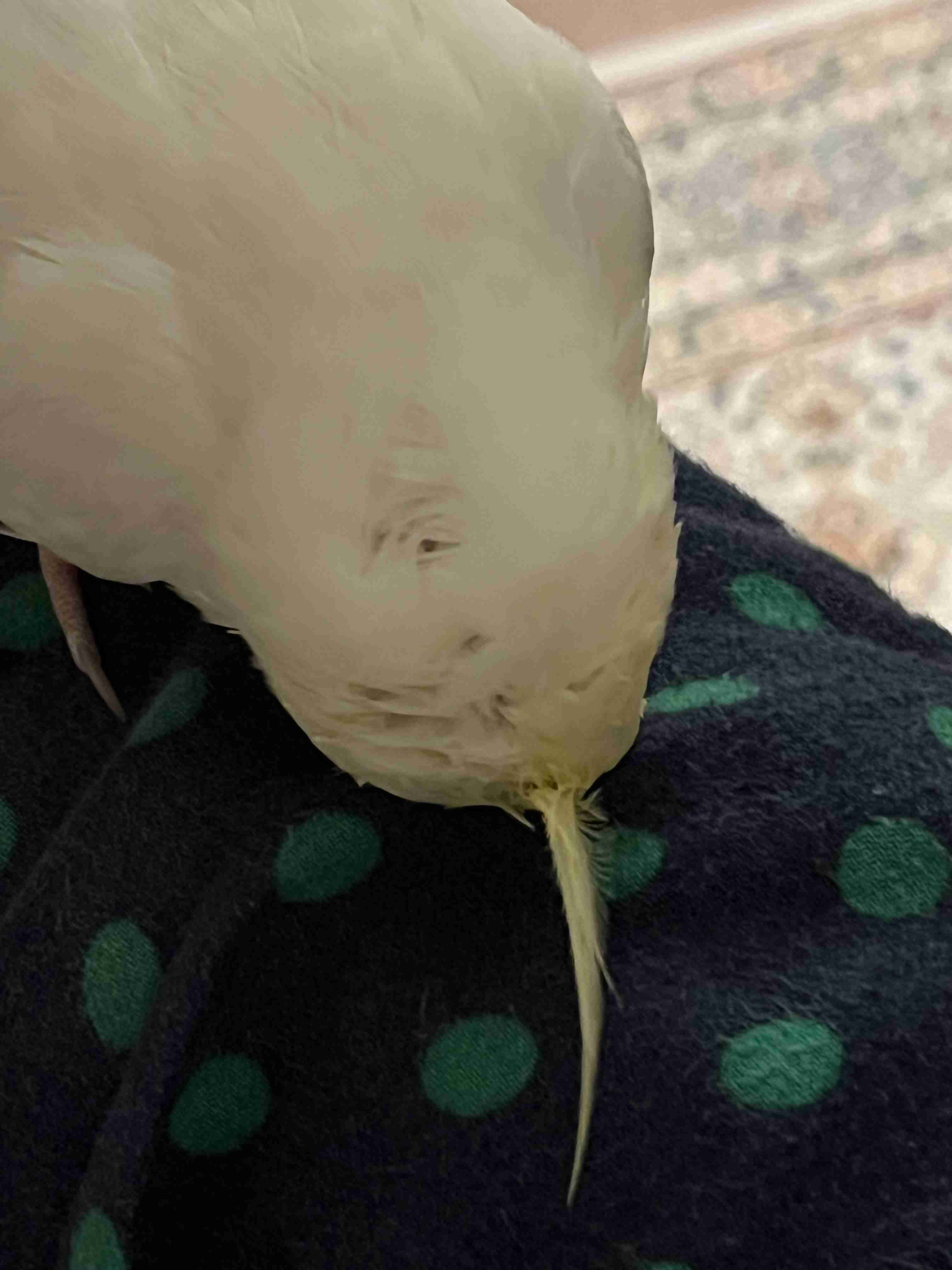 動物の後頭部が好きな人