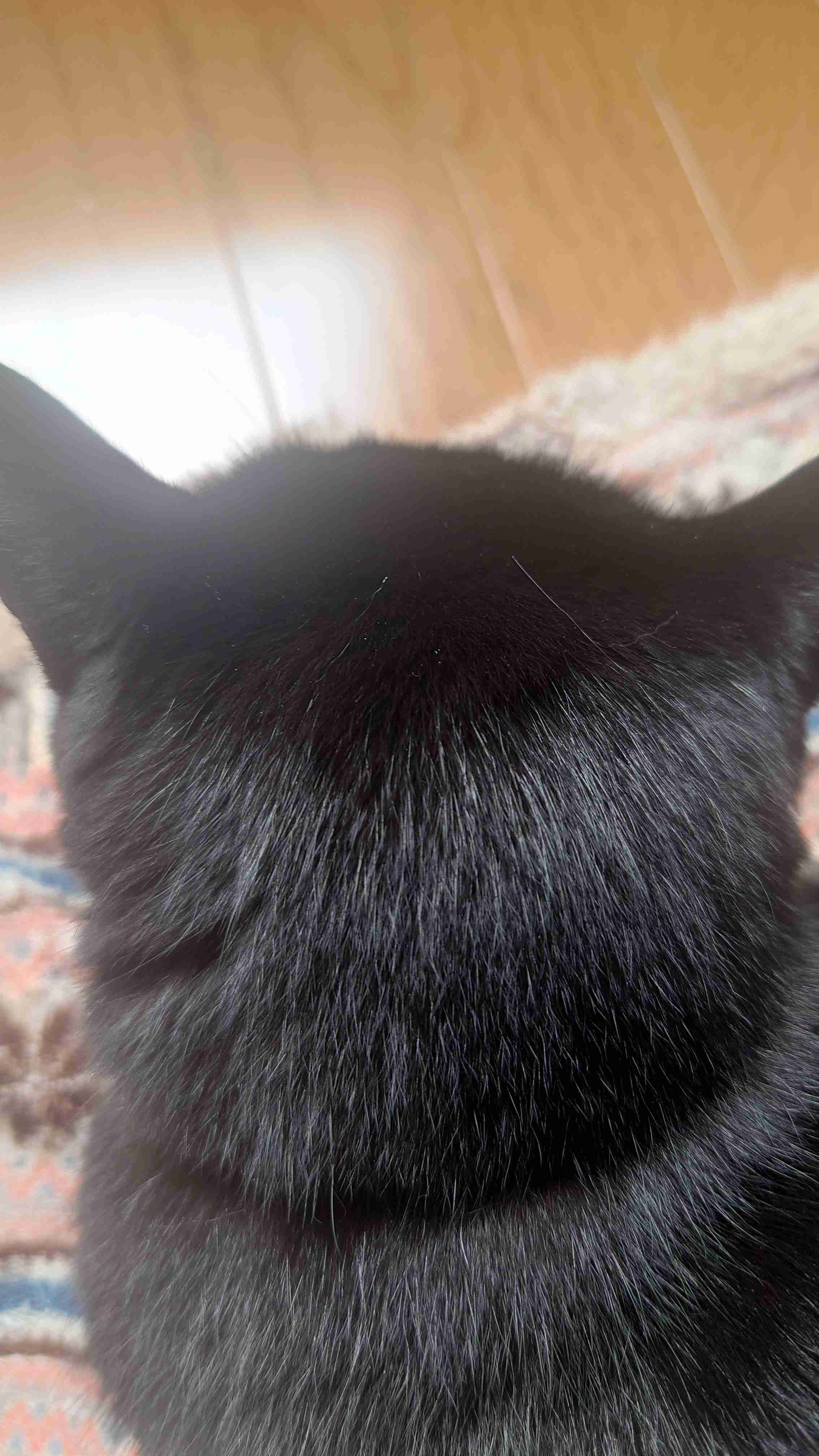 動物の後頭部が好きな人