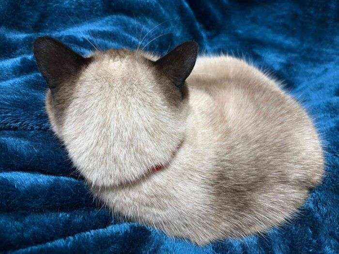動物の後頭部が好きな人