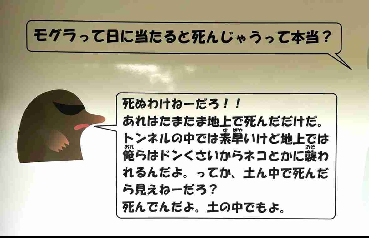 キツネが「モグラ」をくわえて現れ、玄関先にポトリと落として去って行った…今年7回目のキツネ出没、謎行動に住民困惑　専門家が立てた意外な仮説「日当たりの良い所に置いて干物にすることによって調理を…」