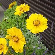 『いぶすき菜の花マラソン』のポスターに「生成AIを利用している」と批判、事務局は認めるも「変更する予定はありません」