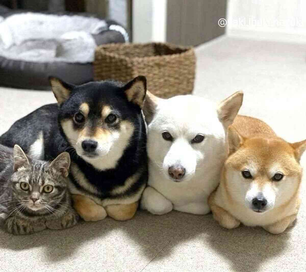 “猫みたいな座り方”をする犬に反響⇒「虚無感を湛えた目線も猫っぽい」「自認が猫の犬だ!」