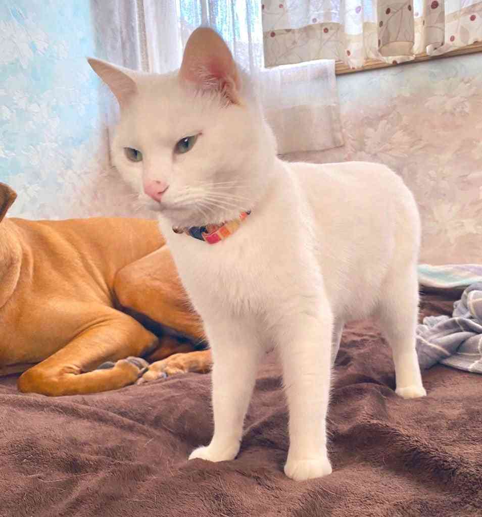 “猫みたいな座り方”をする犬に反響⇒「虚無感を湛えた目線も猫っぽい」「自認が猫の犬だ!」