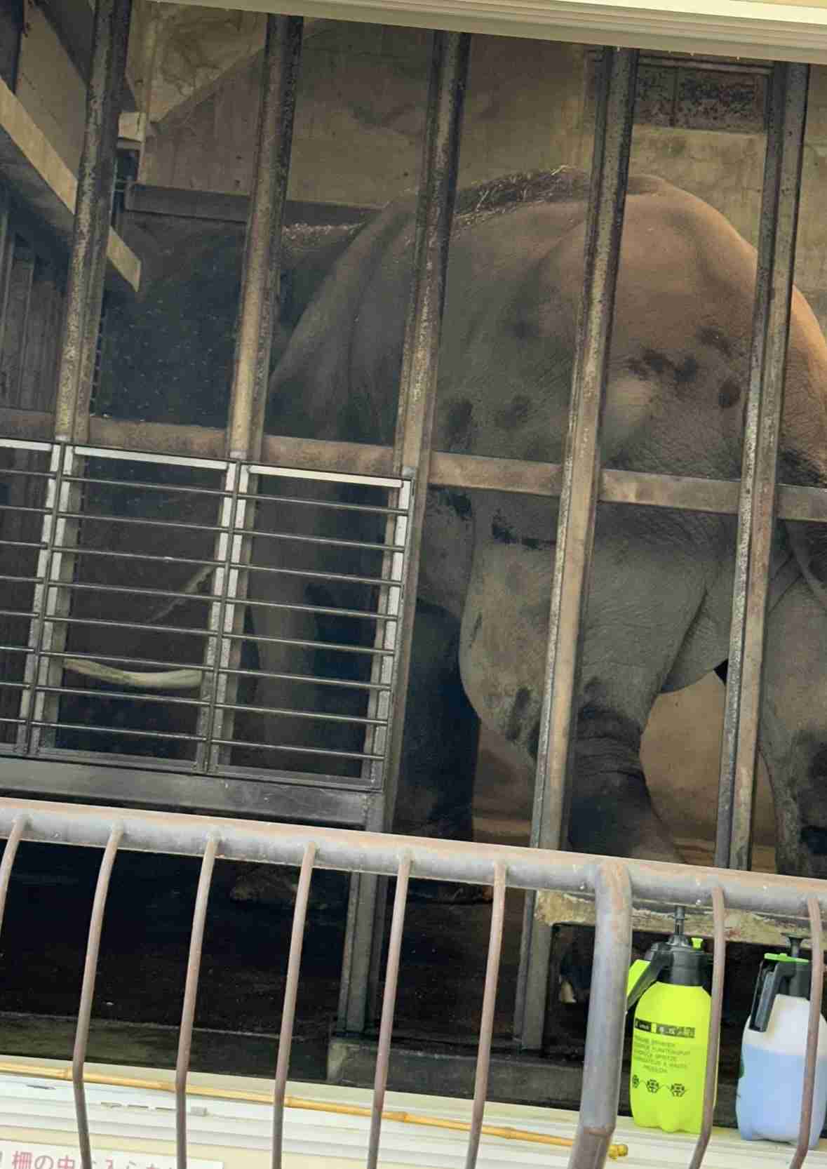 神戸・王子動物園のゾウ「マック」死ぬ 阪神・淡路大震災直後に来園 園のシンボル的存在 1日は休園