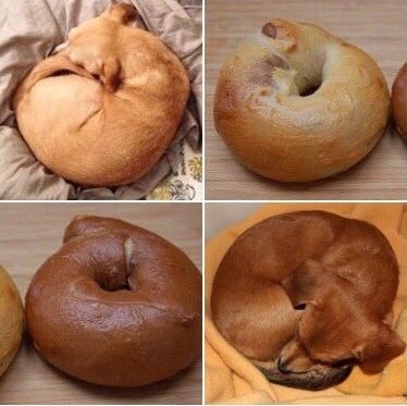 ベーグルの魅力を教えて🥯