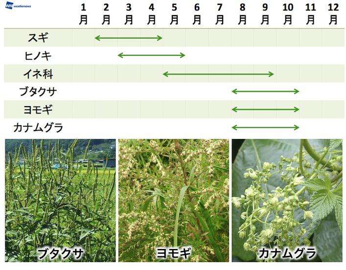 ブタクサ被害2026