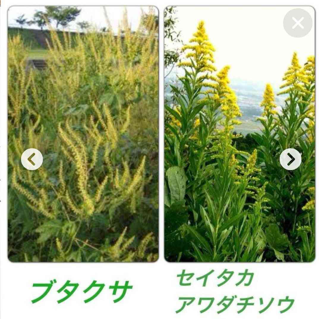 ブタクサ被害2026