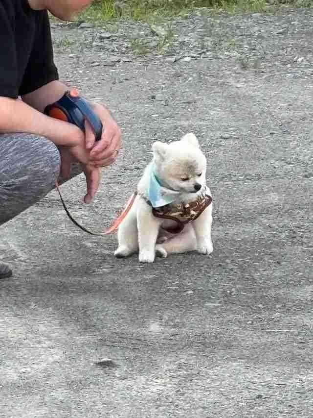 犬を飼ってる人に聞きたい！【質問トピ】