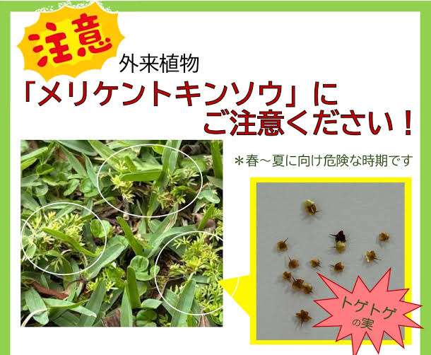 他人の家の前、敷地内、塀などに犬のおしっこをさせる飼い主