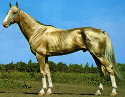 黄金に輝く世界で最も美しい馬“アハルテケ(Akhal-Teke)” &laquo;  Merx