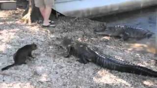 ネコvsワニ 勝つのはどっち？ - YouTube