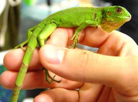 【爬虫類嫌いな人は注意】爬虫類のかわいい写真貼りませんか?