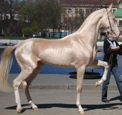 世界一美しい馬をご覧ください