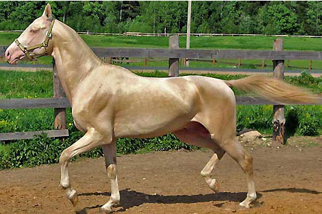 世界一美しい馬をご覧ください