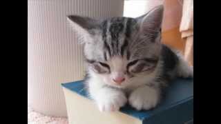 おいしい時間　　相曽晴日 - YouTube