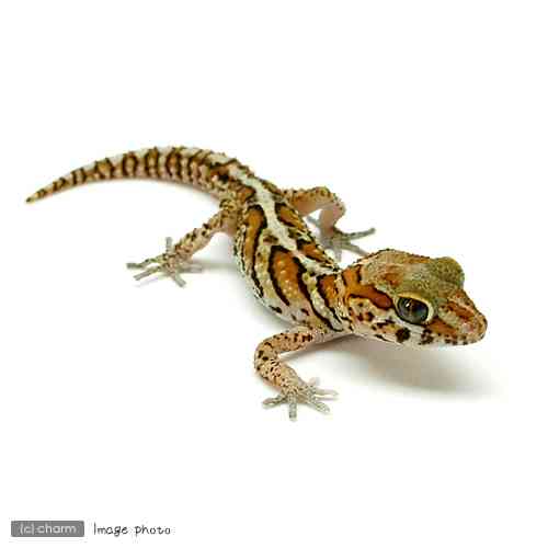 【爬虫類嫌いな人は注意】爬虫類のかわいい写真貼りませんか?