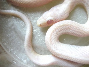 【爬虫類嫌いな人は注意】爬虫類のかわいい写真貼りませんか?