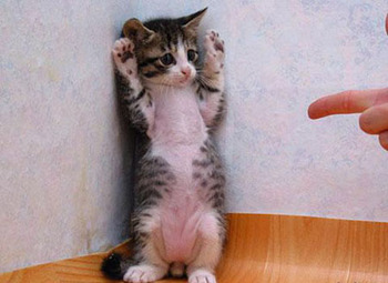 誘拐犯「手をあげろ、おとなしくマクドナルドまで連れて行くんだ」運転手「えっ？」