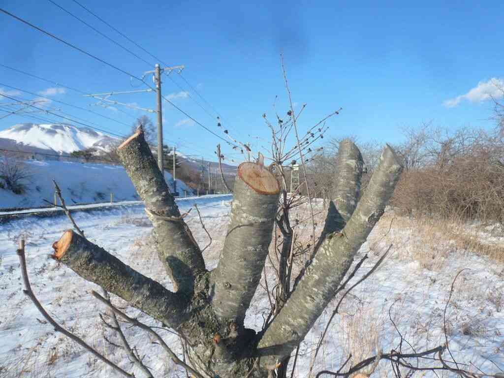 鉄道ファン苗木贈る…沿線の桜切られたしなの鉄道に