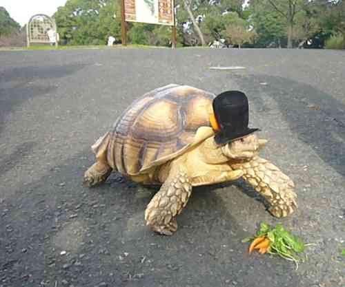 【爬虫類嫌いな人は注意】爬虫類のかわいい写真貼りませんか?