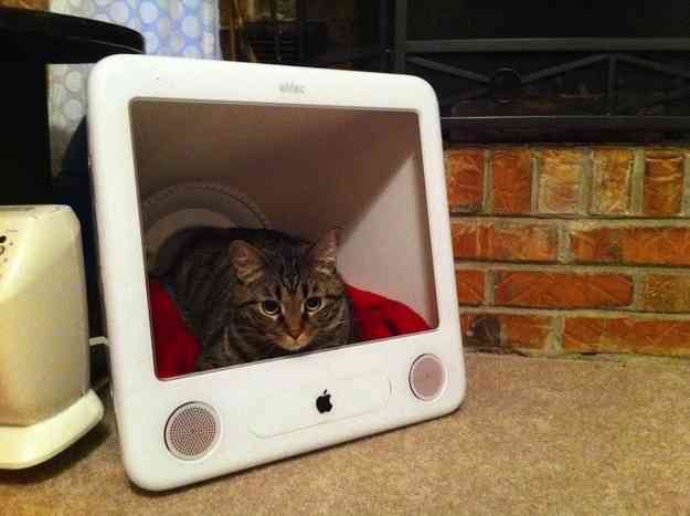 マックの中に住んでるネコをご覧ください