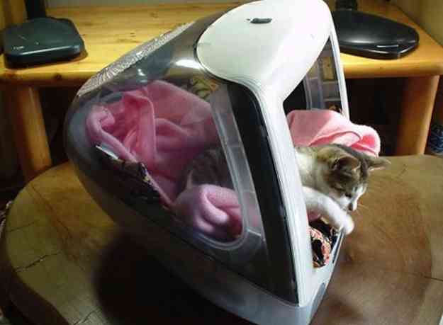 マックの中に住んでるネコをご覧ください