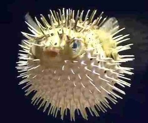 ももいろクローバーZ、衝撃ビジュアルで話題の新作ジャケ写第2弾解禁