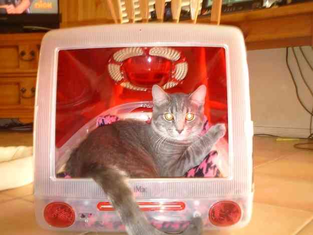 マックの中に住んでるネコをご覧ください