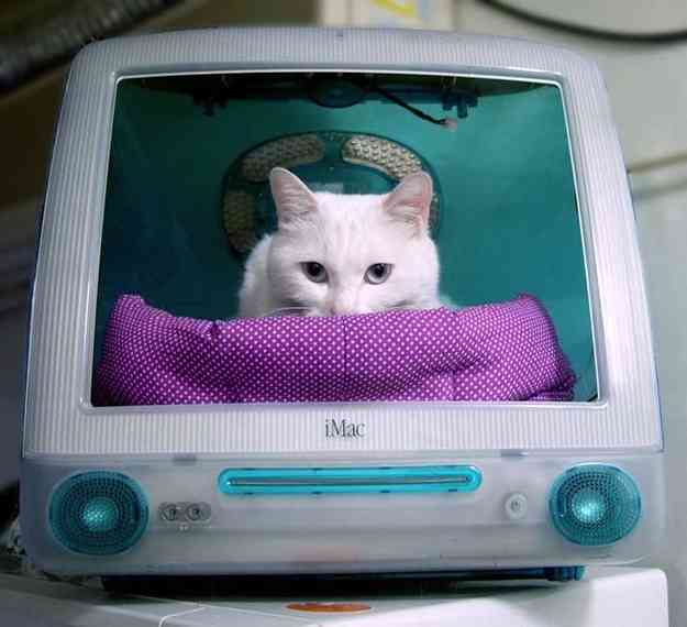 マックの中に住んでるネコをご覧ください