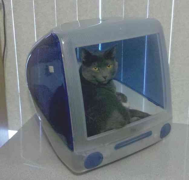 マックの中に住んでるネコをご覧ください