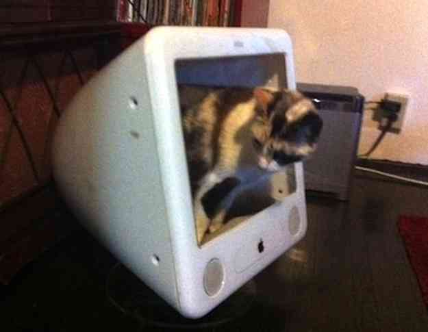 マックの中に住んでるネコをご覧ください