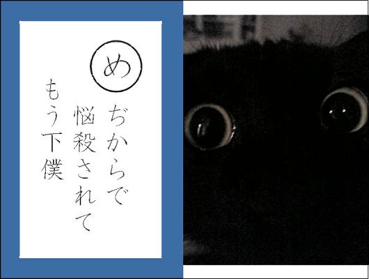 「春になり沢山の子猫が保健所に」。中川翔子が