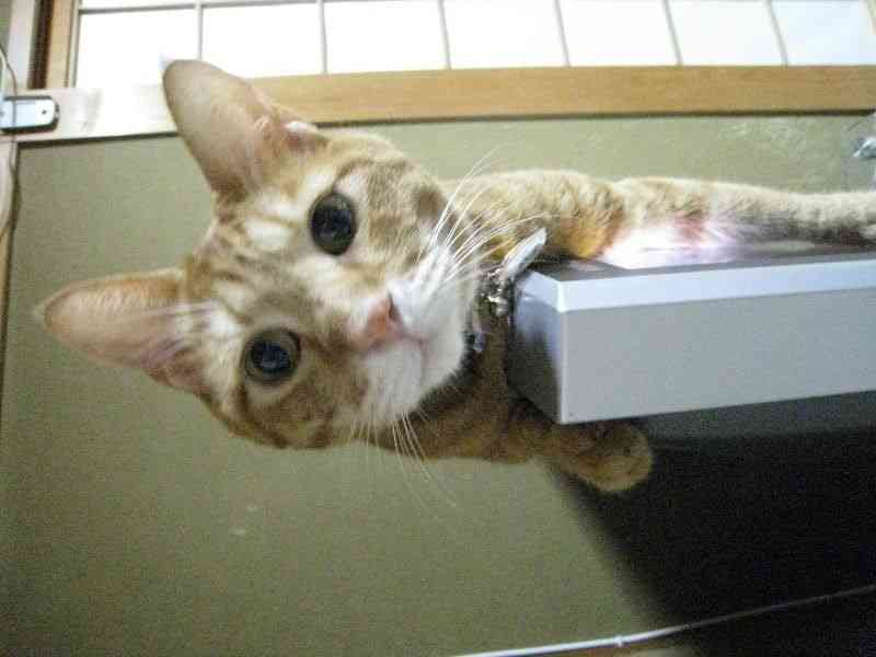 ブラザーのファクス、猫の尿かかると発火の恐れ