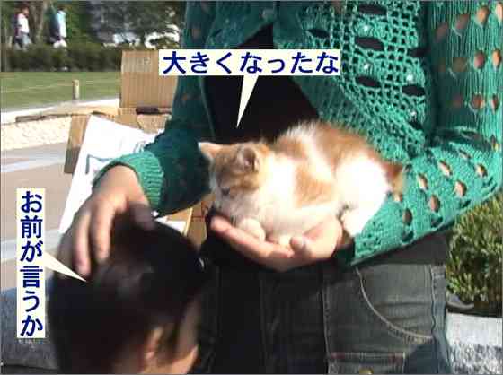 猫が出てくるお気に入りの物語を教えてください