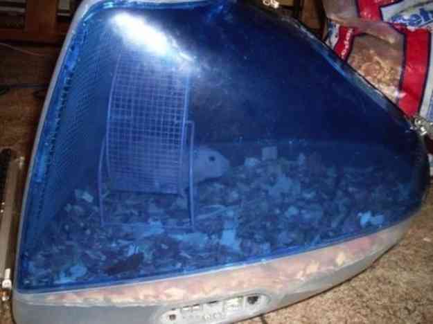 マックの中に住んでるネコをご覧ください